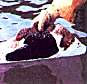 bilgewater filtration and oil spill cleanup and containment